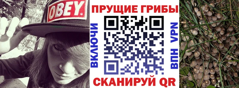 Псилоцибиновые грибы Psilocybine cubensis  что такое   Сосенский 